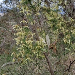 Clematis leptophylla (Small-leaf Clematis, Old Man's Beard) at Fadden, ACT - 13 Aug 2023 by LPadg