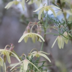 Clematis leptophylla at Fadden, ACT - 13 Aug 2023