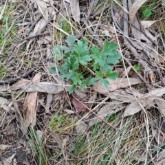 Ranunculus lappaceus (Australian Buttercup) at Fadden, ACT - 13 Aug 2023 by LPadg