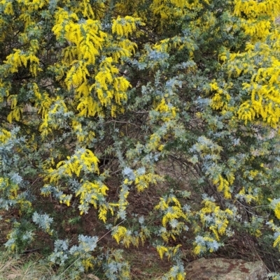 Acacia baileyana (Cootamundra Wattle, Golden Mimosa) at Fadden, ACT - 13 Aug 2023 by LPadg