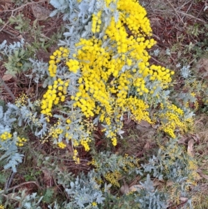 Acacia baileyana at Fadden, ACT - 13 Aug 2023