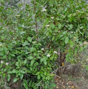 Viburnum tinus at Fadden, ACT - 13 Aug 2023