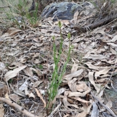 Stackhousia monogyna (Creamy Candles) at Fadden, ACT - 13 Aug 2023 by LPadg