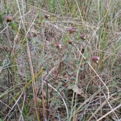 Pimelea linifolia subsp. linifolia (Queen of the Bush, Slender Rice-flower) at Wanniassa Hill - 13 Aug 2023 by LPadg