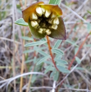 Pimelea linifolia subsp. linifolia at Fadden, ACT - 13 Aug 2023 01:23 PM