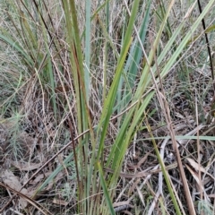 Dianella revoluta var. revoluta (Black-Anther Flax Lily) at Wanniassa Hill - 13 Aug 2023 by LPadg