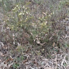 Acacia ulicifolia (Prickly Moses) at Wanniassa Hill - 13 Aug 2023 by LPadg