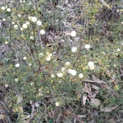 Acacia ulicifolia at Tuggeranong, ACT - 13 Aug 2023