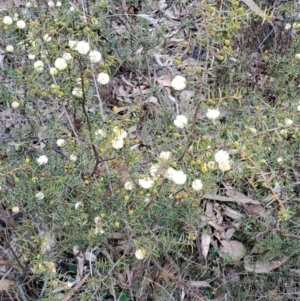 Acacia ulicifolia at Tuggeranong, ACT - 13 Aug 2023 01:15 PM