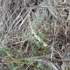 Melichrus urceolatus (Urn Heath) at Fadden, ACT - 13 Aug 2023 by LPadg
