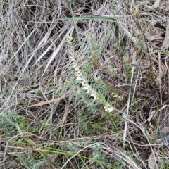 Melichrus urceolatus (Urn Heath) at Wanniassa Hill - 13 Aug 2023 by LPadg