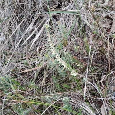 Melichrus urceolatus (Urn Heath) at Fadden, ACT - 13 Aug 2023 by LPadg