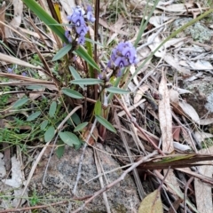 Hovea heterophylla (Common Hovea) at Wanniassa Hill - 13 Aug 2023 by LPadg