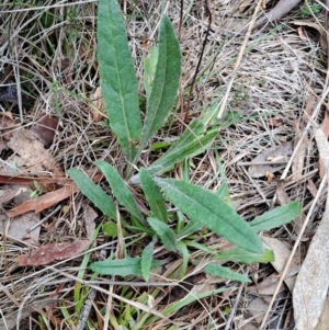 Senecio prenanthoides at Fadden, ACT - 13 Aug 2023