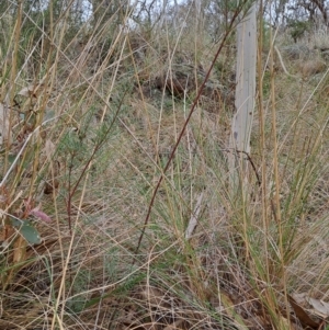 Kunzea ericoides at Fadden, ACT - 16 Aug 2023