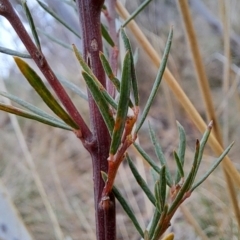 Kunzea ericoides at Fadden, ACT - 16 Aug 2023