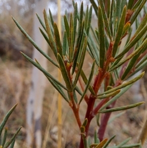 Kunzea ericoides at Fadden, ACT - 16 Aug 2023