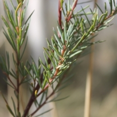 Kunzea ericoides at Fadden, ACT - 16 Aug 2023