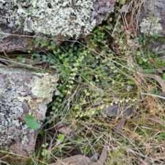 Asplenium flabellifolium (Necklace Fern) at Wanniassa Hill - 13 Aug 2023 by LPadg