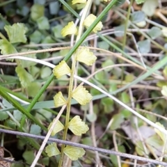 Asplenium flabellifolium at Fadden, ACT - 13 Aug 2023