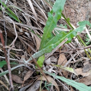 Senecio sp. at Fadden, ACT - 13 Aug 2023 12:36 PM