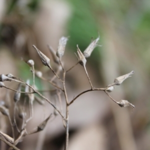 Senecio sp. at Fadden, ACT - 13 Aug 2023 12:36 PM