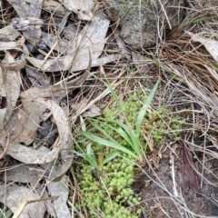 Luzula sp. (Woodrush) at Wanniassa Hill - 13 Aug 2023 by LPadg