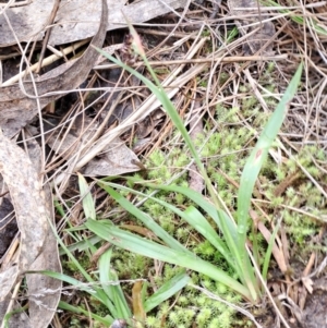 Luzula sp. at Fadden, ACT - 13 Aug 2023