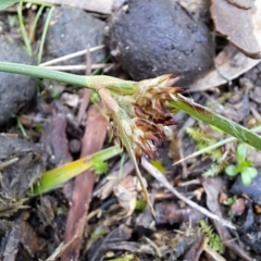 Luzula sp. at Fadden, ACT - 13 Aug 2023