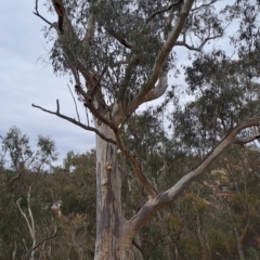 Eucalyptus rossii (Inland Scribbly Gum) at Fadden, ACT - 13 Aug 2023 by LPadg