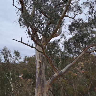 Eucalyptus rossii (Inland Scribbly Gum) at Fadden, ACT - 13 Aug 2023 by LPadg