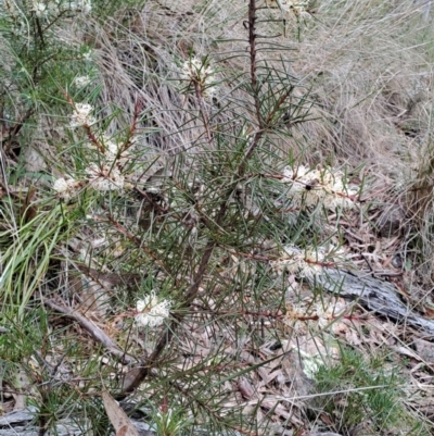 Hakea decurrens subsp. decurrens (Bushy Needlewood) at Fadden, ACT - 13 Aug 2023 by LPadg