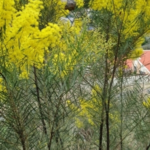 Acacia boormanii at Fadden, ACT - 13 Aug 2023