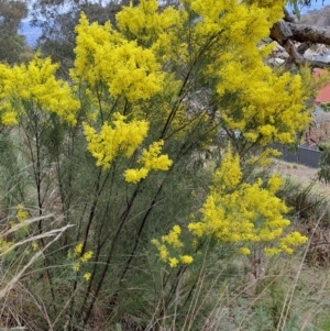 Acacia boormanii at Fadden, ACT - 13 Aug 2023 12:01 PM