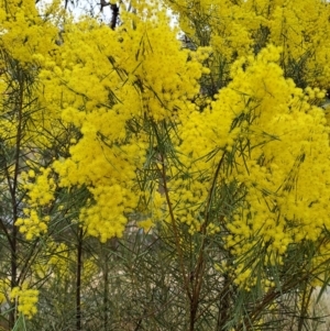 Acacia boormanii at Fadden, ACT - 13 Aug 2023