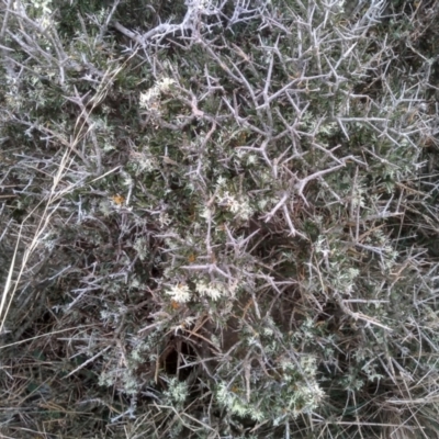 Melicytus angustifolius subsp. divaricatus (Divaricate Tree Violet) at The Brothers, NSW - 11 Aug 2023 by mahargiani