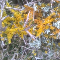 Teloschistes sp. (genus) at The Brothers, NSW - 12 Aug 2023