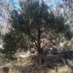 Acacia melanoxylon (Blackwood) at Numeralla, NSW - 13 Aug 2023 by mahargiani