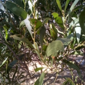 Acacia melanoxylon at Numeralla, NSW - 13 Aug 2023 09:39 AM