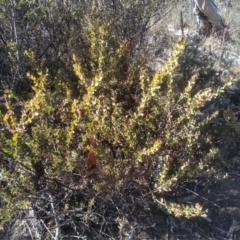 Acacia aureocrinita (A Wattle) at Undoo Nature Reserve - 12 Aug 2023 by mahargiani
