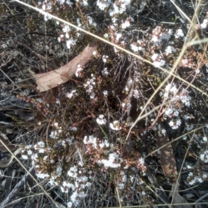 Styphelia attenuata at Numeralla, NSW - 13 Aug 2023