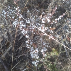 Styphelia attenuata at Numeralla, NSW - 13 Aug 2023