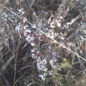 Leucopogon attenuatus at Numeralla, NSW - 13 Aug 2023