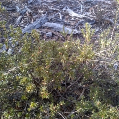 Melichrus urceolatus (Urn Heath) at Numeralla, NSW - 13 Aug 2023 by mahargiani