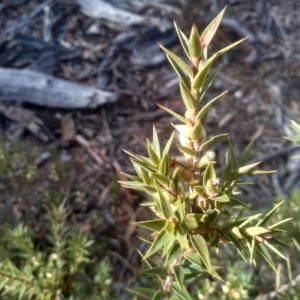 Melichrus urceolatus at Numeralla, NSW - 13 Aug 2023 10:00 AM