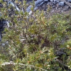 Melichrus urceolatus at Numeralla, NSW - 13 Aug 2023