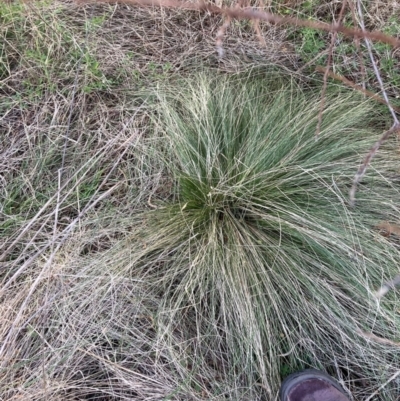 Nassella trichotoma (Serrated Tussock) at Watson, ACT - 11 Aug 2023 by waltraud