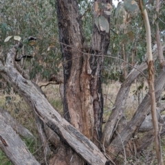 Eucalyptus dives at Tuggeranong, ACT - 13 Aug 2023