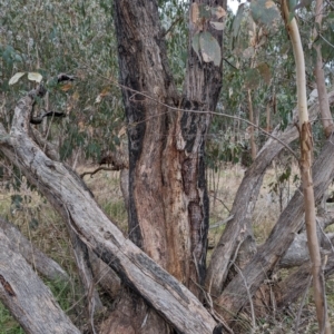 Eucalyptus dives at Kambah, ACT - 13 Aug 2023 10:13 AM