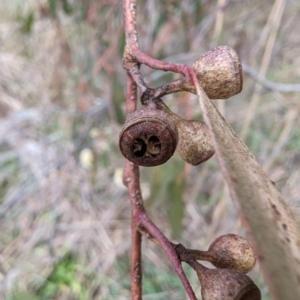 Eucalyptus dives at Tuggeranong, ACT - 13 Aug 2023